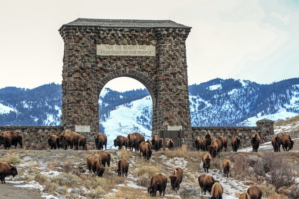 A herd of Bison (also known as buffalo) leaves Yellowstone National Park through the North Gate.