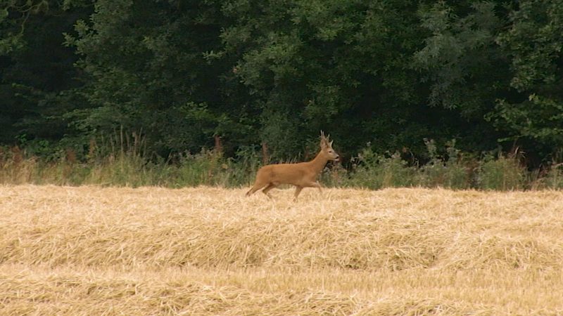 Roebuck Stalking Top Tips