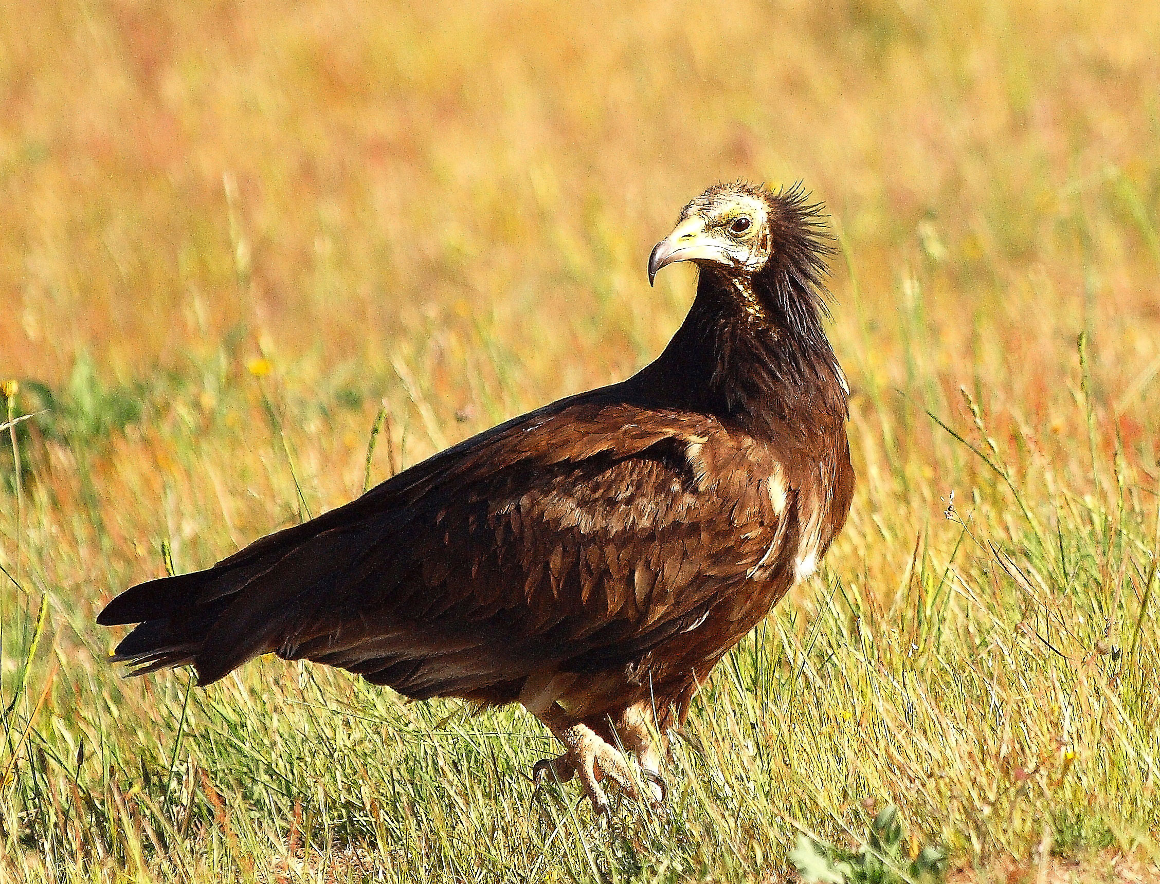 Egyptian Vulture © Luis Enrique Serrano // Fauna Salvaje en Acción (Wildlife in Action)
