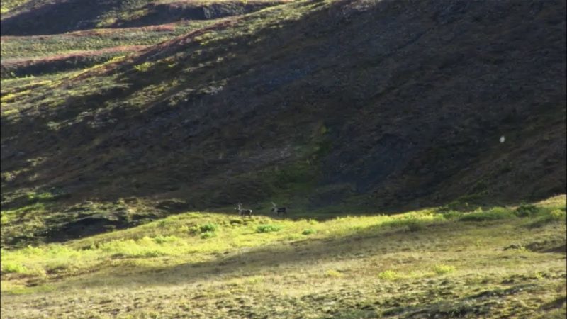 Alaska Caribou