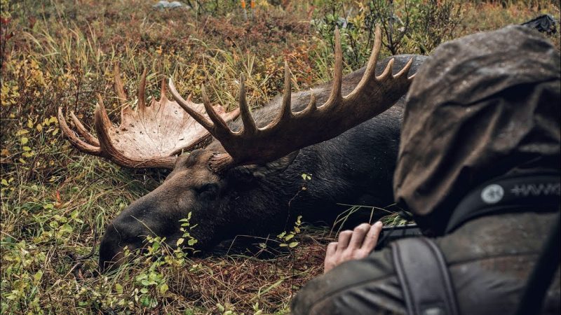 Giant Bull Moose